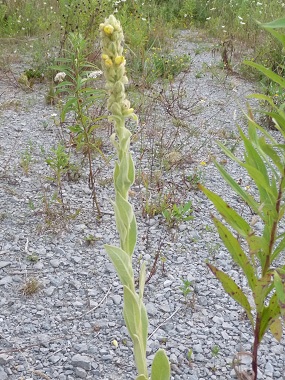 mullein