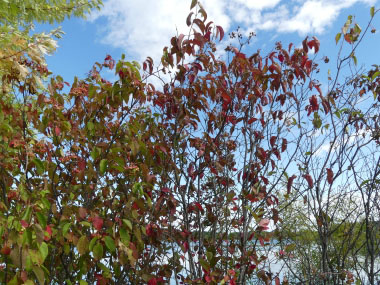 Viburnum lentago