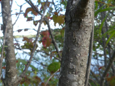 nannyberry bark