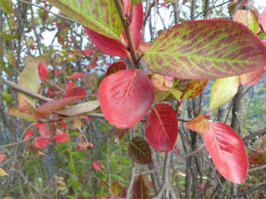 nannyberry leaves