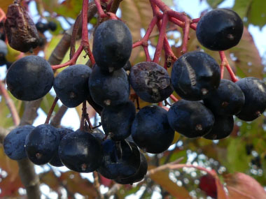 sheepberries