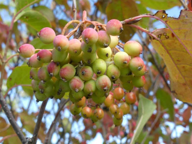 unripe nannyberries