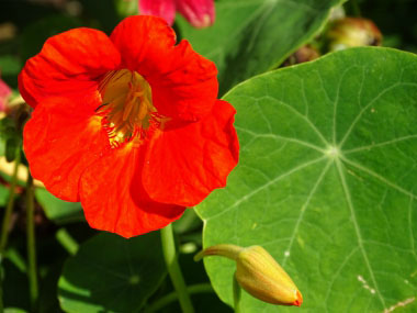 nasturtium flower