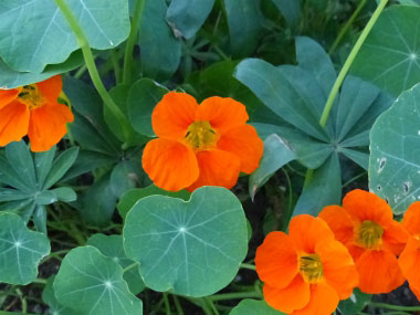 nasturtiums edible