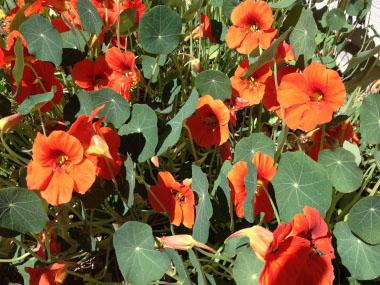 nasturtiums