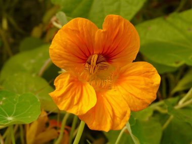 tropaeolum majus