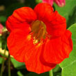 Nasturtium