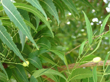 Azadirachta indica