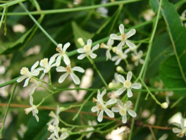 neem flowers