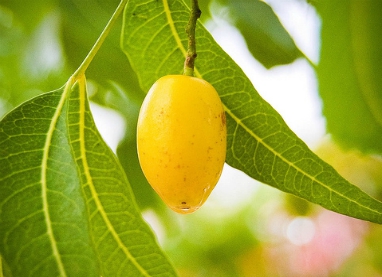 neem fruit closeup
