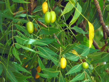 ¿La fruta del árbol de neem es comestible?