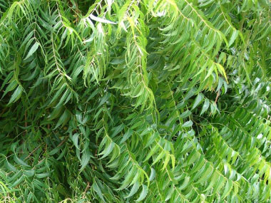 neem leaves