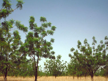 neem tree