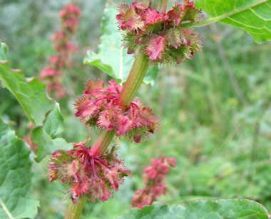 nepal dock flower