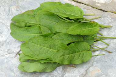 nepal dock leaves