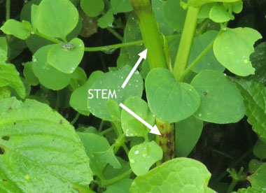 nepal dock stem