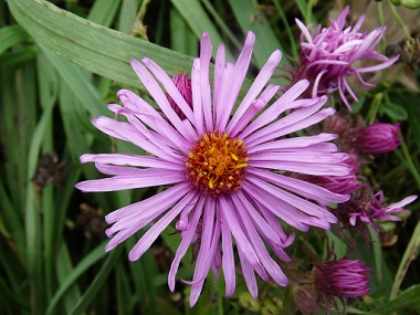 new england aster flower