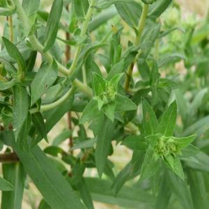 new england aster leaves