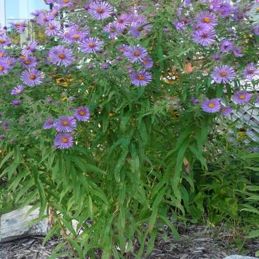 new england aster picture