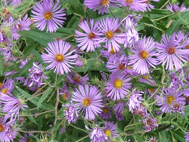 new england aster