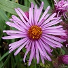 New England Aster