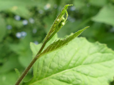 new buds nipplewort