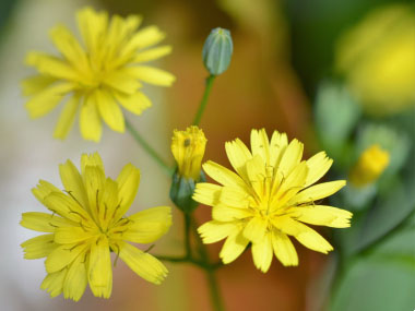 nipplewort flowers
