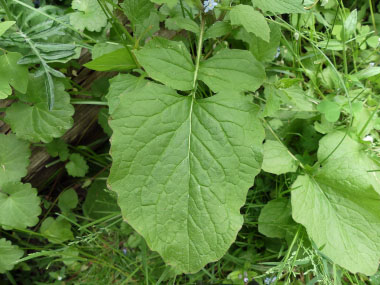 nipplewort leaves