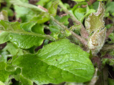 nipplewort new growth