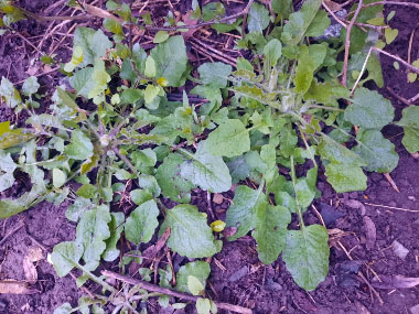 nipplewort young growth