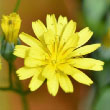 Nipplewort