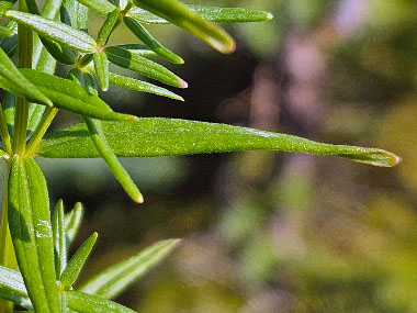 galium boreale leaf