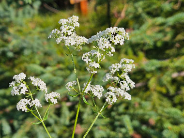 galium boreale