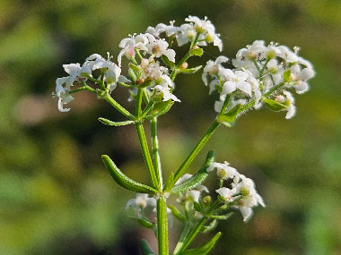 northern bedstraw flower