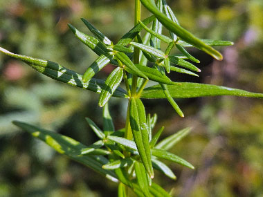 northern bedstraw leaves