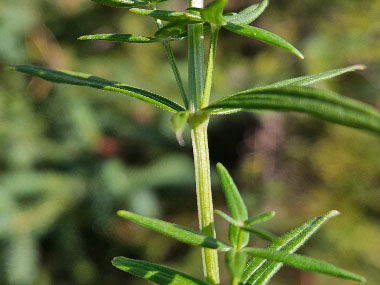 northern bedstraw stem