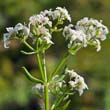 Northern Bedstraw