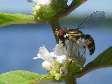 bugleweed flower