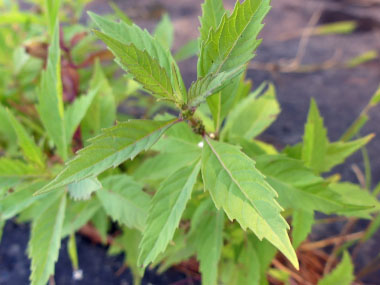 bugleweed leaves