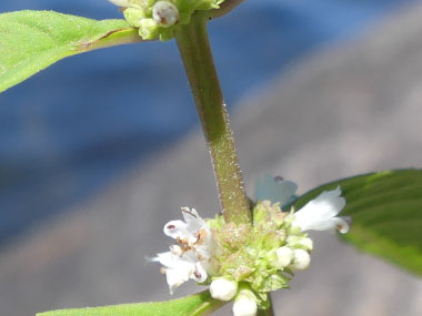 northern bugleweed stem