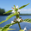 Northern Bugleweed