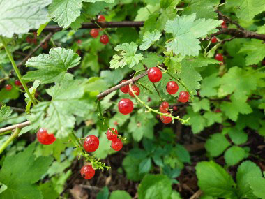 northern red currant