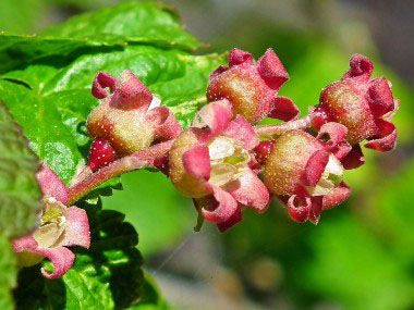 red currant flowers