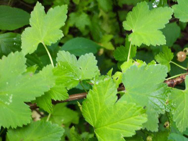 red currant leaves