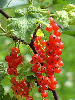 swamp red currant berries