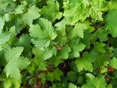 swamp red currant
