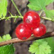 Northern Red Currant