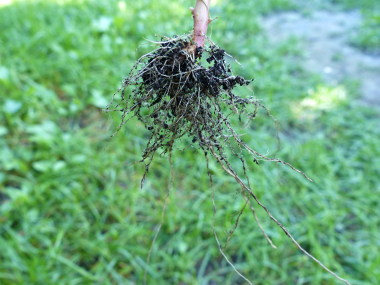 oak leaf goosefoot root