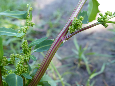 oak leaf goosefoot stem