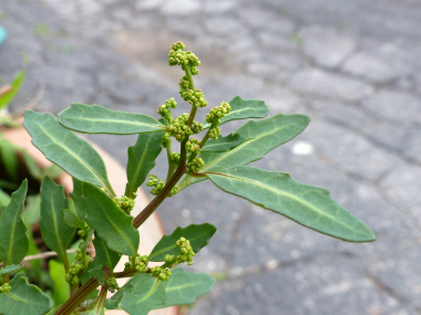 oak leaf plant